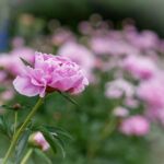 36选7开奖结果揭晓:幸运号码震撼出炉 dvh6vl3s