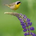 37118现场开奖结果查询与最新开奖信息公布 yku5w